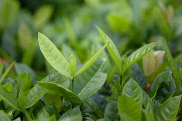Wall Mural - Green leaves background in the park in morning