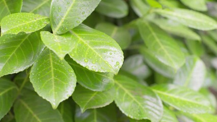 Sticker - Background of leaves. Slow motion close up of fresh green leaves in light rain.