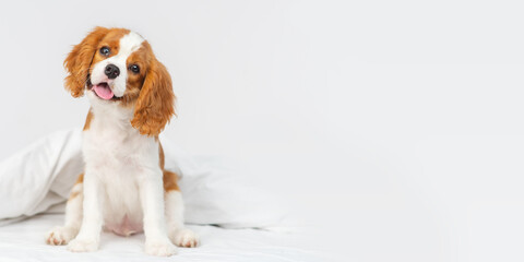 Wall Mural - Puppy cavalier king charles spaniel lying on a blanket in the bedroom on the bed in the house