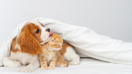 Wall Mural - Puppy king charles spaniel lying on bed next to kitten of scottish breed