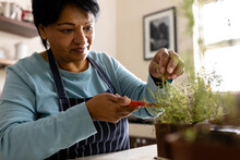 Biracial Mature Woman With Short Hair Cutting Rosemary With Scissors Growing In Pot In Kitchen