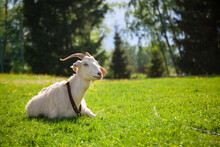 A Goat Is Lying On The Grass On A Sunny Summer Day.