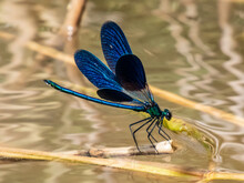 Bright Metallic Blue Dragonfly. Adult Male Of Beautiful Demoiselle (Calopteryx Virgo) Sitting On The Dry Grass Leaf Above The Water