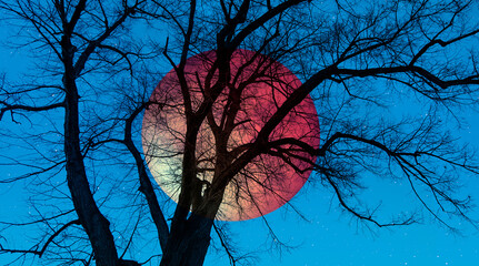 Aufkleber - Beautiful landscape with lone tree and silhouete of birds on the background full moon iat twilight blue hour 