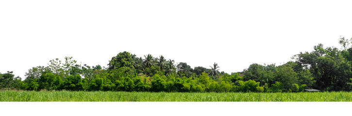 Aufkleber - Green Trees isolated on white background.are Forest and foliage in summer for both printing and web pages with cut path and alpha channel