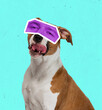 © master1305 - Contemporary art collage with breed dog with human eyes expressing different emotions isolated over cyan color background. Magazine style