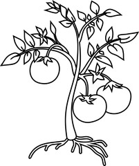 Poster - Coloring page with cartoon tomato plant with leaves, fruits, flowers and root system isolated on white background