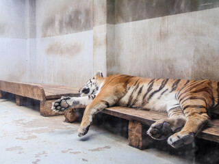 Wall Mural - a tiger sleeps at the Oradea Zoo, Romania