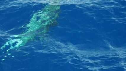 Wall Mural - cuvier beaked whale while breathing on sea surface  in Mediterranean in front of Genoa, Italy