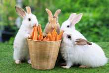 Group Of Healthy Lovely Baby Bunny Easter Rabbits Eating Food, Carrot, Grass On Green Garden Nature Background. Cute Fluffy Rabbits Sniffing, Looking Around, Nature Life. Symbol Of Easter Day.