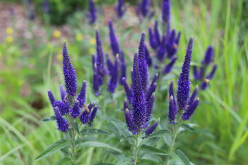 Veronica spicata, spiked speedwell plant with blue flowers.