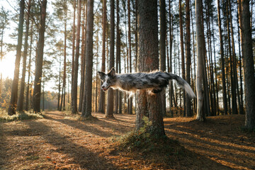 Canvas Print - The dog pushes off, jumps from the tree. Active pet on a walk. Happy border collie