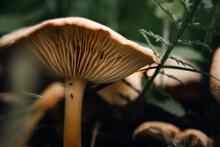 Close-up Of A False Umbrella Mushroom, Chlorophyllum Molybdite Or Lepiota With Green Spores In The Forest. Soft Focus, Mystical Mushroom For Witchcraft, Esotericism