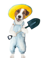 Poster - Jack russell terrier puppy farmer wearing overalls and summer hat holds shovel. isolated on white background