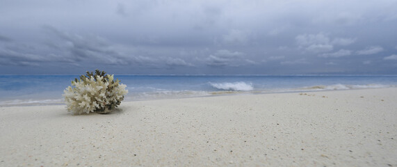 Wall Mural - sea coral on white sand by the ocean