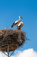 Wall Mural - storks in the nest