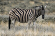 Closeup of a single zebra in the savannah
