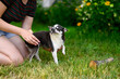 Smooth-haired Pet Stares Intently at Frame in Natural Background with Paw Raised