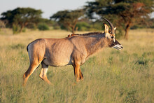 A Rare Roan Antelope (Hippotragus Equinus) In Natural Habitat, Mokala National Park, South Africa.