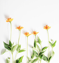 Orange Flowers On White Background Top View