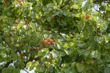 Apricots hanging in the tree. 