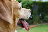 Fototapeta  - Głowa psa, zbliżenie na język i  zęby. 
