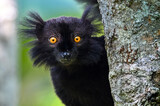 Black lemur – male , portrait (Eulemur macaco), Madagascar nature.