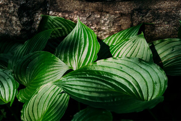 Wall Mural - Hosta leaves Stained Glass covered with water drops after rain, Background leaves photo. High-quality photo