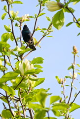 Wall Mural - Starling on the blooming magnolia in the garden