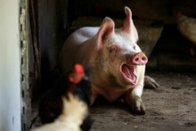 Domestic Pig Yawn While Laying On Floor In A Farm