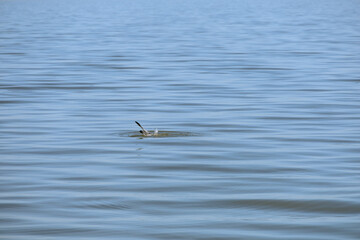 Bird water and fisherman in south east louisiana marsh