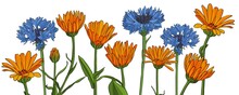 Flowers Of Blue Cornflower And Pot Marigold, Vector Drawing Wild Plant At White Background , Hand Drawn Botanical Illustration