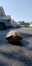 Vertical View Of A Turtle Resting Outdoors On The Street Asphalt