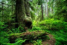 Sitka Spruce Trees (Picea Sitchensis) In Vancouver Island, BC, Canada