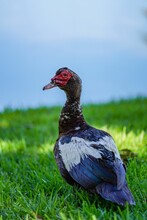 Vertical Portrait Of A Muscovy Duck In A Field