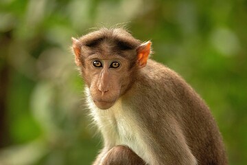 Sticker - Closeup portrait of a monkey on green blurry background