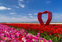 Field Of Tulips With Red Heart Near Keukenhof, The Netherlands