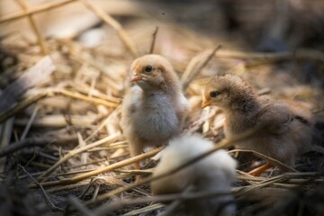 Canvas Print - Beautiful portrait of cute baby chicks