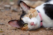 A Cute Calico Cat Sleeping On Ground Floor In Outdoor Space 