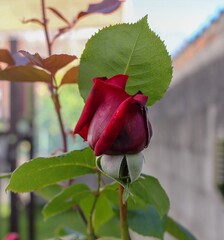 Wall Mural - a single red rose in my garden