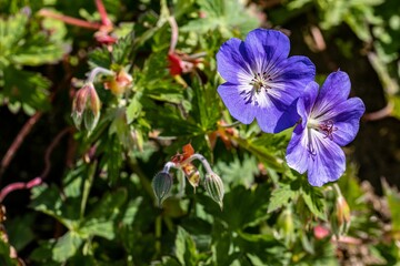 Wall Mural - Closeup of a purple Himalayan crane's-bill flower