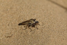 Dune Robberfly (Philonicus Albiceps) With An Unfortunate Victim