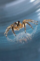 Canvas Print - Close-up of a Jumping spider, pantropical jumping spider, Plexippus paykulli with reflection