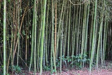 Photograph Of A Beautiful Bamboo Grove.