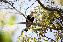 Southern Crested Caracara (Caracara Plancus) Perched On A Tree Branch