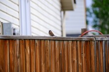 Adorable Sparrow Perched On The Top Of Wooden Fence Of The Yard