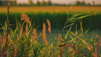 Wall Mural - Sunset countryside grass