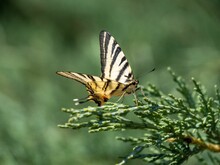 Closeup Shot Of A Scarce Swallowtail (Iphiclides Podalirius)