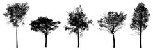 Collection Of Tree Silhouette Isolated On White Background
