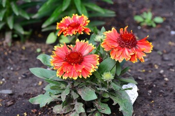 Sticker - Closeup of a multi colored Gaillardia flower in garden on blurry background